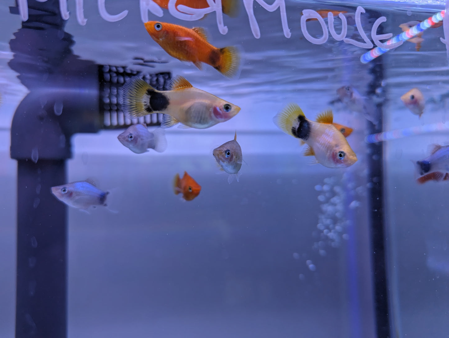 Assorted Mickey Mouse Platy